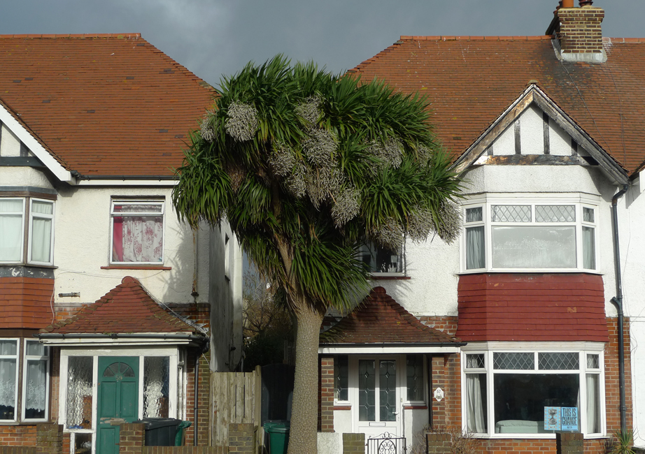 Wednesday January 8th (2020) Wind blown palm in Hove width=