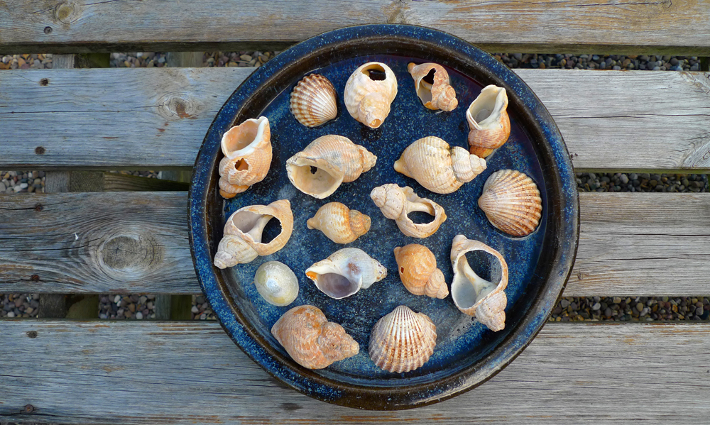 Friday July 10th (2020) Some shells from the beach. width=