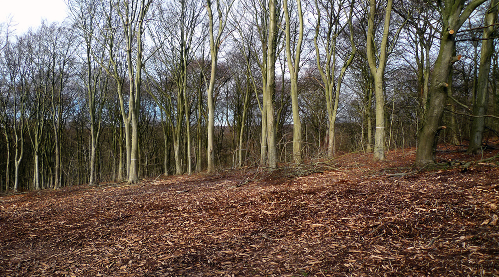 Saturday March 13th (2021) Friston Forest. width=
