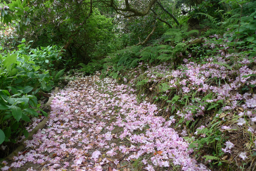 Saturday August 7th (2021) Rhododendron fallout width=