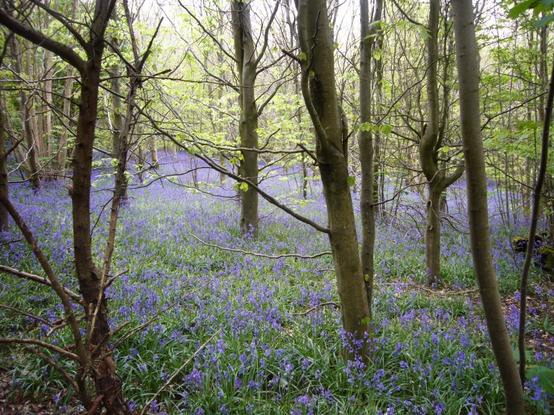 Monday May 8th (2017) Bluebell Woods width=