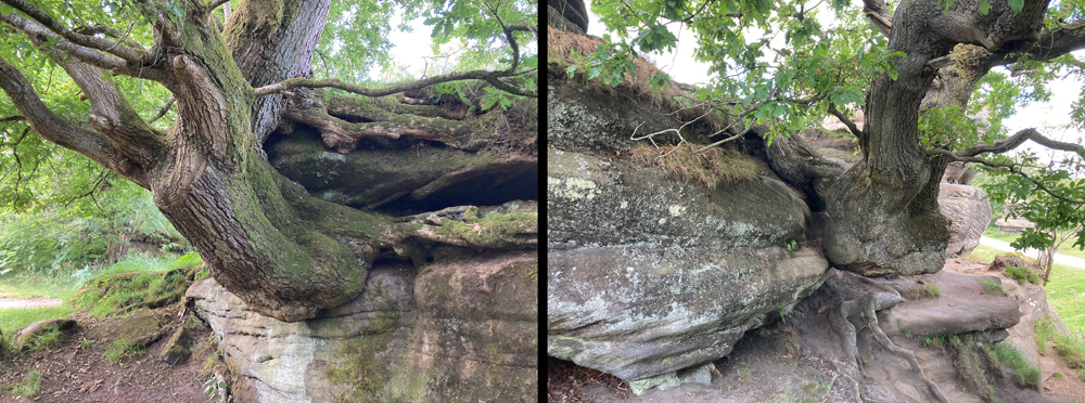 Friday July 4th (2025) Two very old oak trees at Brimham Rocks width=