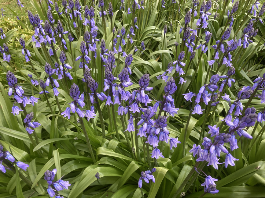 Friday May 7th (2021) Bluebells width=
