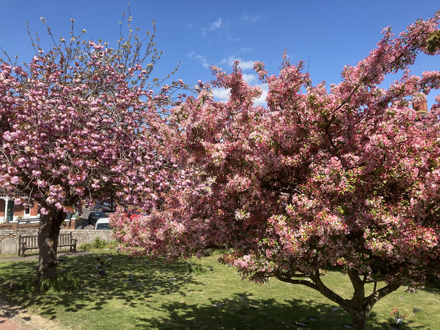 Thursday April 29th (2021) Blossom in the Old Town Churchyard width=