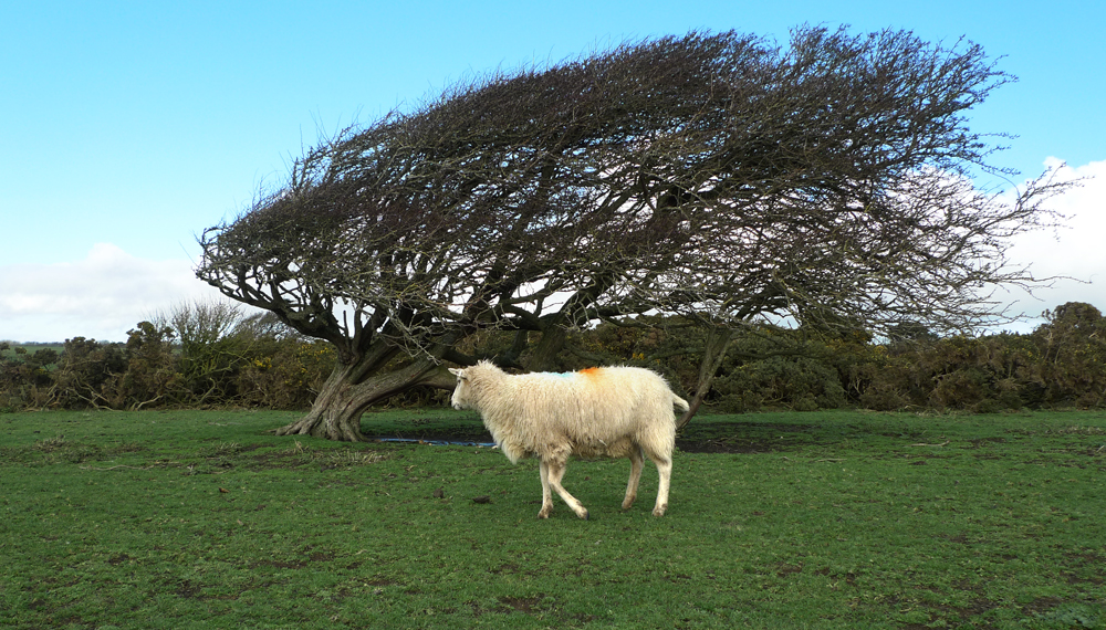 Thursday February 4th (2021) Prevailing wind (No.7) width=
