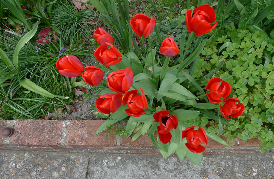Friday April 21st (2017) Fourteen Tulips ... width=