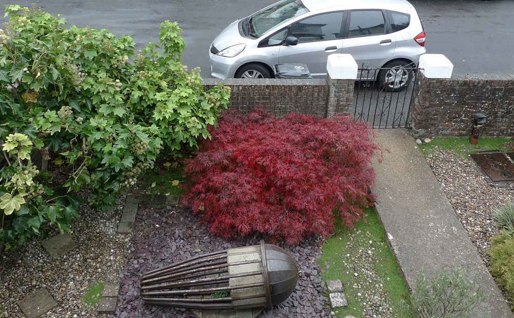 Wednesday October 28th (2020) The Acer looks good in this rain. width=