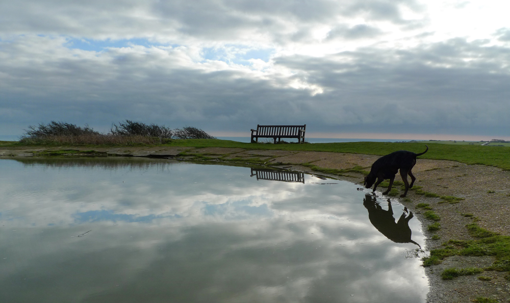 Friday January 15th (2021) The second dew pond, with black dog. width=