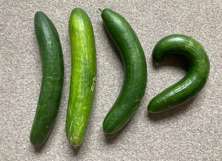 Thursday August 8th (2024) A bumper cucumber harvest this year width=