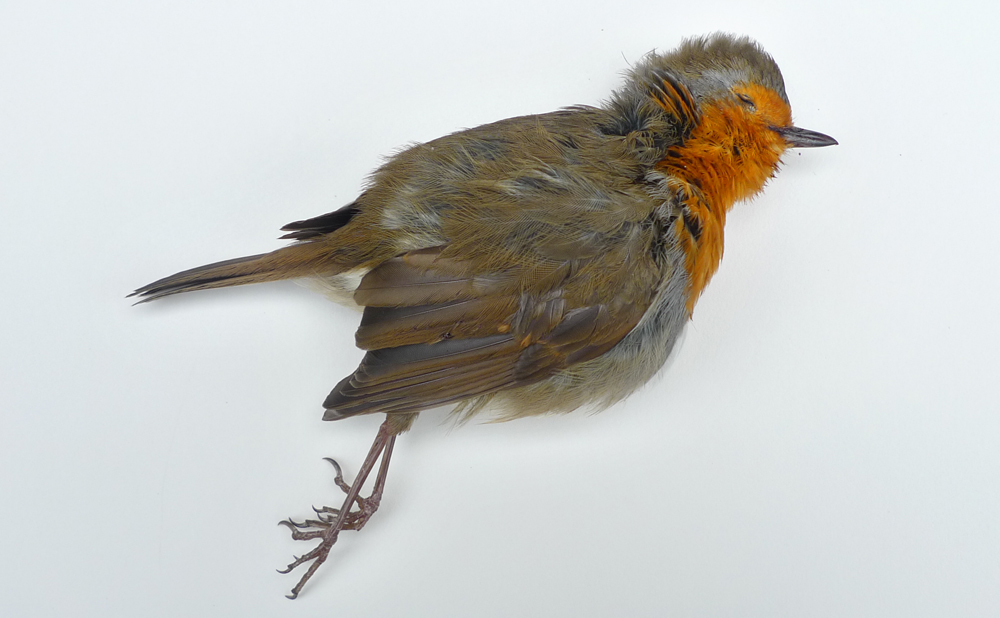 Saturday March 8th (2025) Dead Robin width=