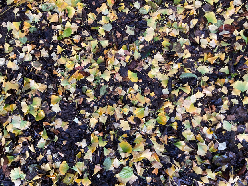Tuesday December 2nd (2025) Ginkgo Biloba leaves width=