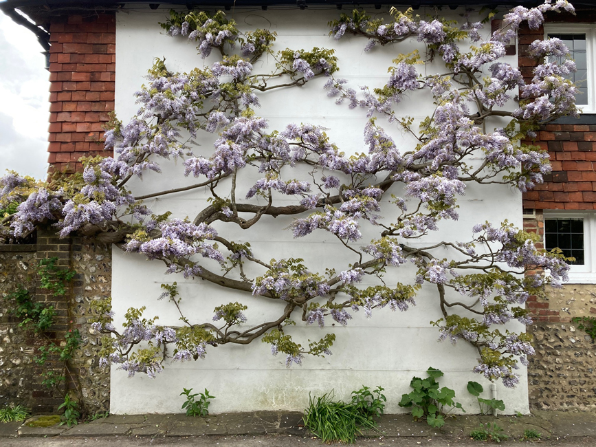 Monday May 6th (2024) Bank Holiday Wisteria in East End Lane, Ditchling width=