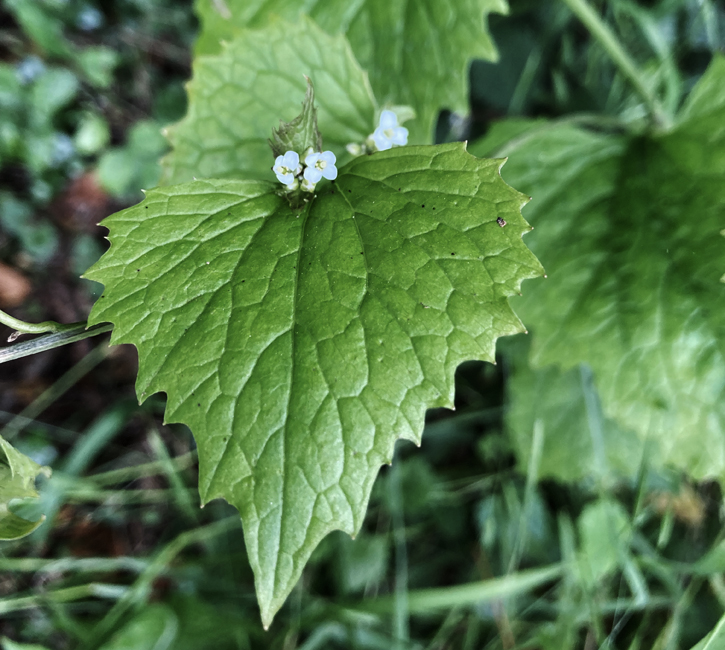 Saturday June 1st (2024) Tiny blue flowers width=