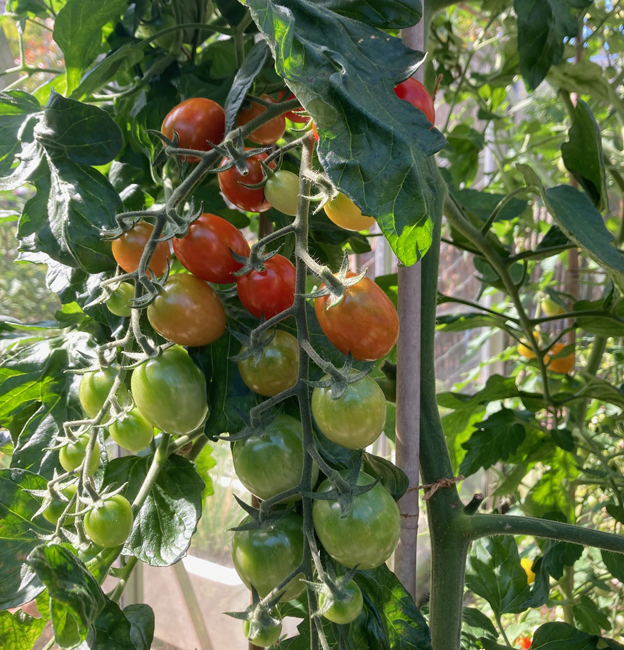 Saturday July 27th (2024) Tomatoes on the vine width=