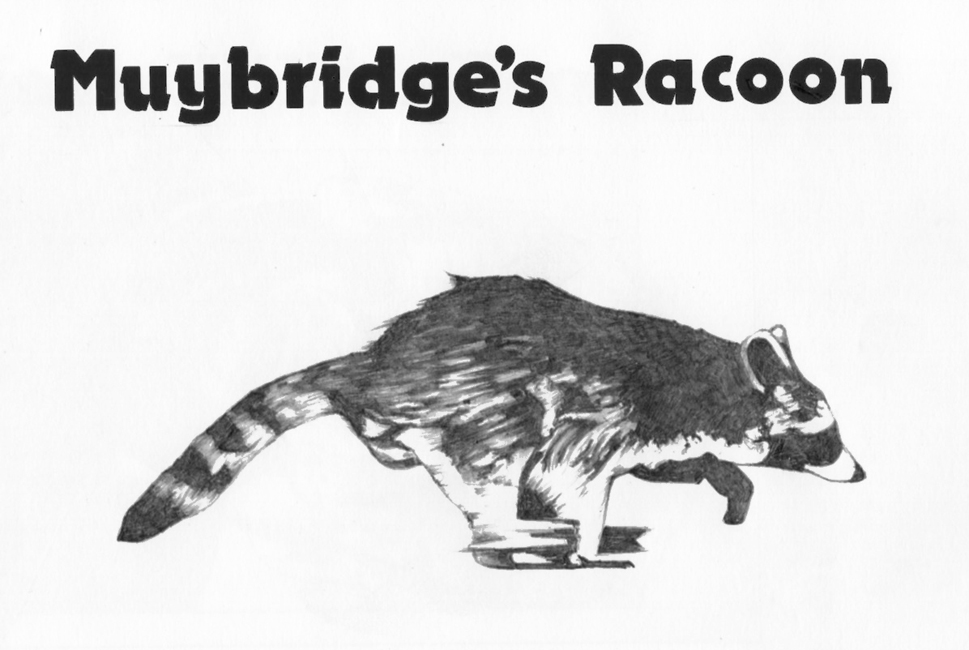 Wednesday January 29th (2025) Muybridge's Racoon width=