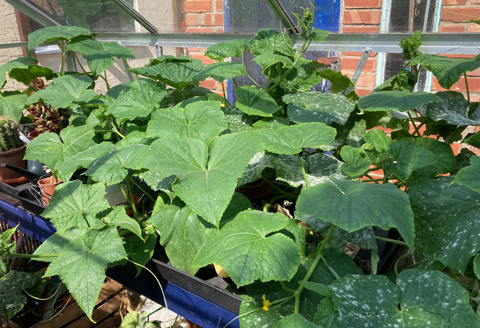 Wednesday July 31st (2024) Our two Cucumber plants have swamped the greenhouse shelving. width=