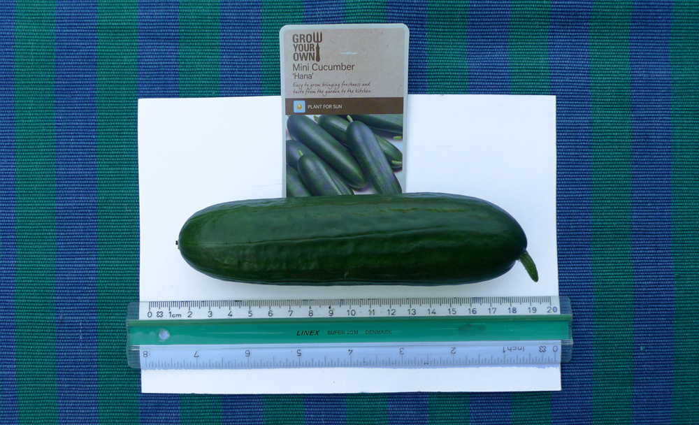 Tuesday June 20th (2017) Hana Mini Cucumber width=