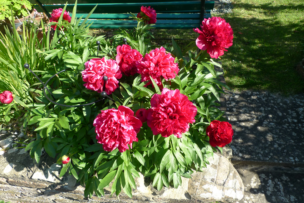 Wednesday May 13th (2020) The Peony is looking good. width=