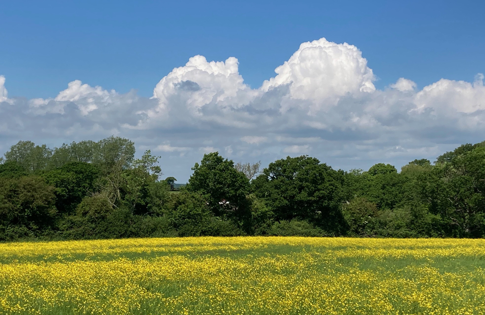 Thursday May 23rd (2024) Clouds echo the trees on a long ride today width=