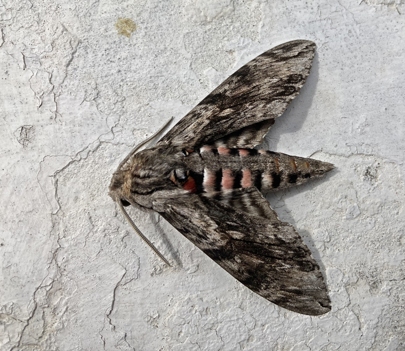 Friday August 25th (2023) Dead Privet Hawk-Moth width=