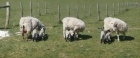 30: Two new lambs ...