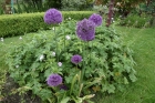 16: Alliums in the Garden