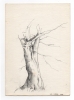 17: Tree trunk