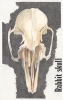04: Rabbit skull
