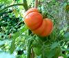 18: Big Red Tomato