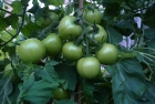 05: The tomatoes are looking good again this year.