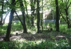 03: Shed in the wood and dappled sunlight.