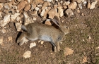 Dead Bunny