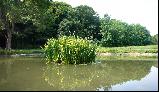 23: Friston village pond.