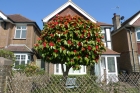 12: Blossom in Longland Road.
