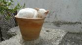 12: Cat in Pot
