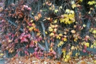 06: Falling leaves