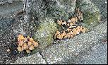 25: Kerb-side mushrooms