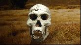 16: Skull in the Ashmolean