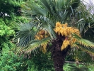 Palm in Motcoombe Park