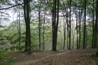 12: Friston Forest