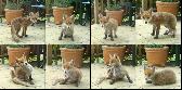 05: Fox cub on the patio again.