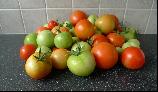 13: Green and red tomatoes from the greenhouse.