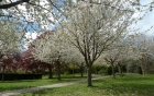 04: Gildridge Park blossom