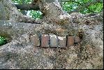 03: Bricks embedded in a tree trunk.