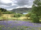 Bluebells and the Thirlmere reservoir.