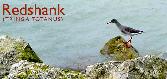 15: Redshank