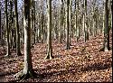 03: Friston forest