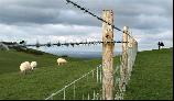 19: Three sheep, two people and two strands of barbed wire.
