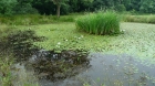 27: Friston Pond