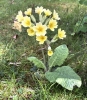 Solitary primrose